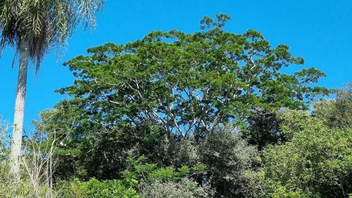 atodopulmonPY's tweet photo. Firmamos una gran alianza con la empresa CCI y como una de las primeras actividades vamos a plantar juntos 1️⃣0️⃣0️⃣0️⃣0️⃣ árboles nativos en la zona de la Reserva de Recursos Manejados del Ybytyruzu. 

Hoy recorrimos por el terreno para planificar la plantación que se realizará 🌳 https://t.co/bJ468QH8On