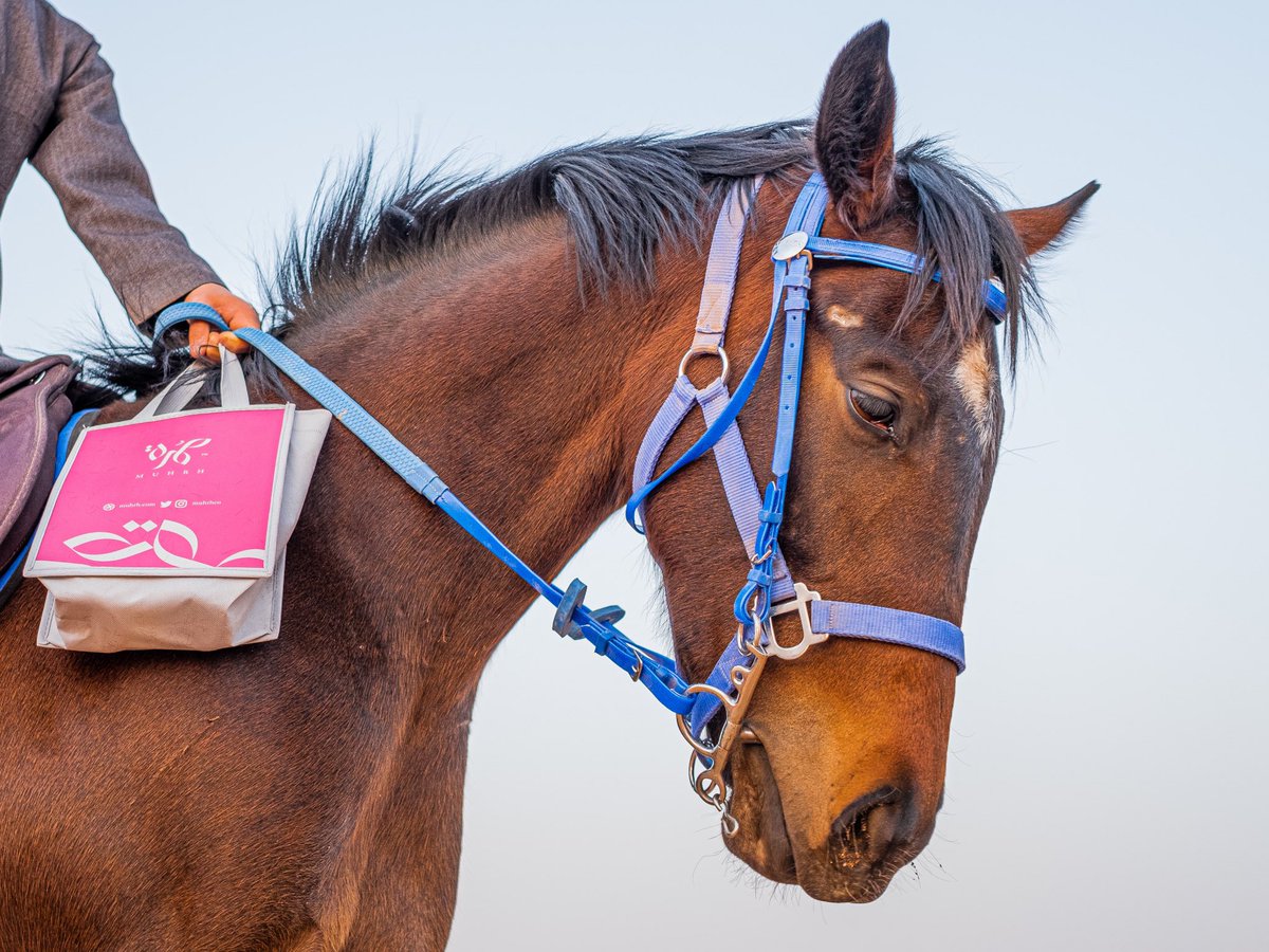 muhrhco's tweet photo. وش أفضل بيت سمعته عن المهرة او الخيل شاركنا ذوقك 🧡💛💜🧡 https://t.co/gzQtnSJpTQ