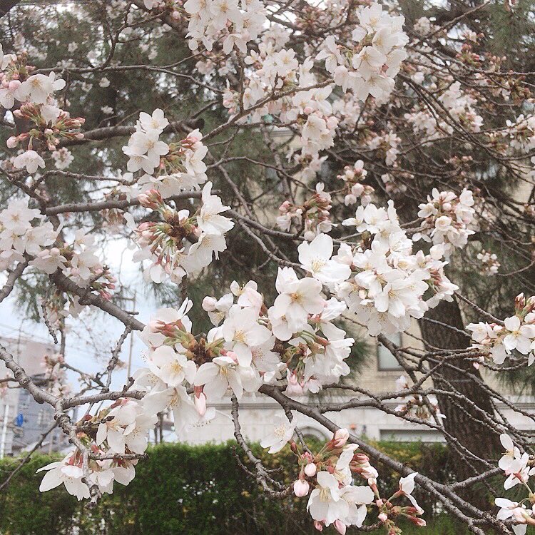 satokoke's tweet photo. 桜満開🌸>仕事。
今しかない優先度をとりたい。
同僚交代でお休みとりあう。
お互いさまで仕事を補う。
よき関係、ありがたし。 https://t.co/9pFNzZ8bGZ