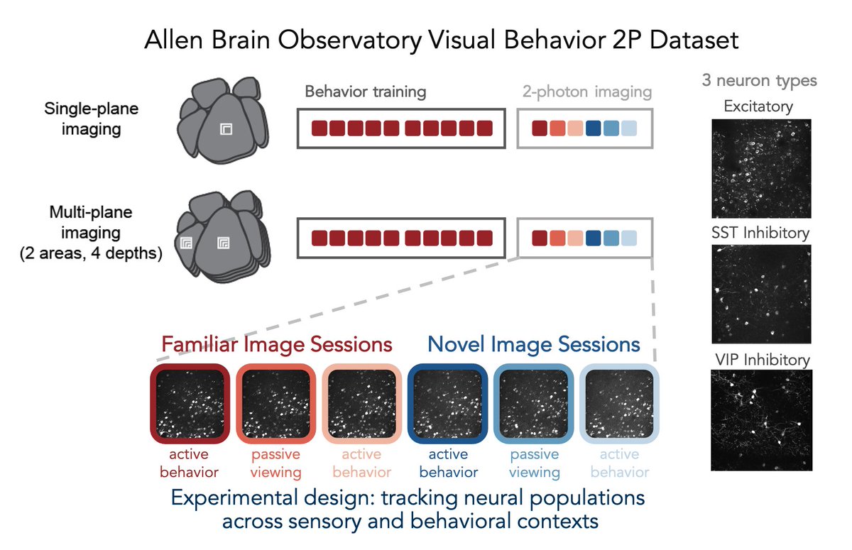 allen institute tweet media