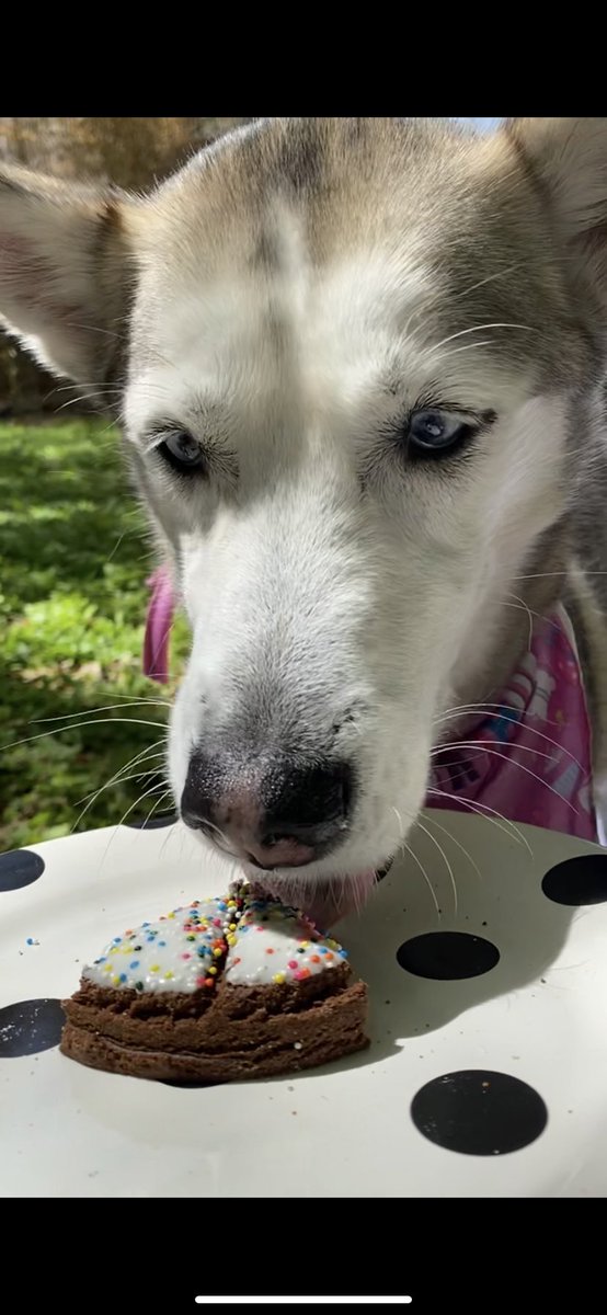 justcayt's tweet photo. I hope this isn’t cheating, but these were some fun photos from my dog’s birthday party #TXSTMultimedia https://t.co/GoHNF9tNNF