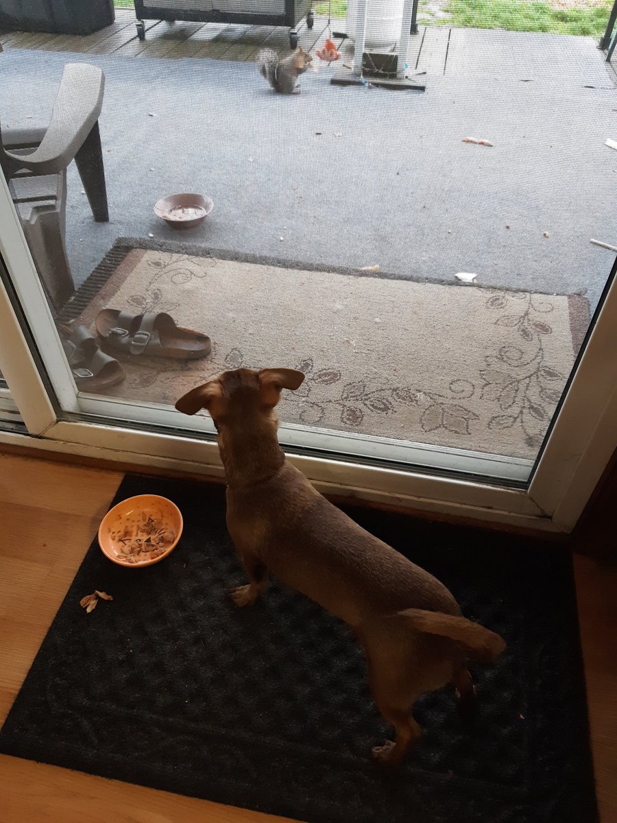 kandygill7's tweet photo. The epic stare down 🤔 who's going to win? Elliot or the squirrel? 🤪 @bertpotty @thebard1313 @wizardisms @acarlson1018
My 🤑 is on the squirrel #squirreltv https://t.co/OAA1SJs0Hy