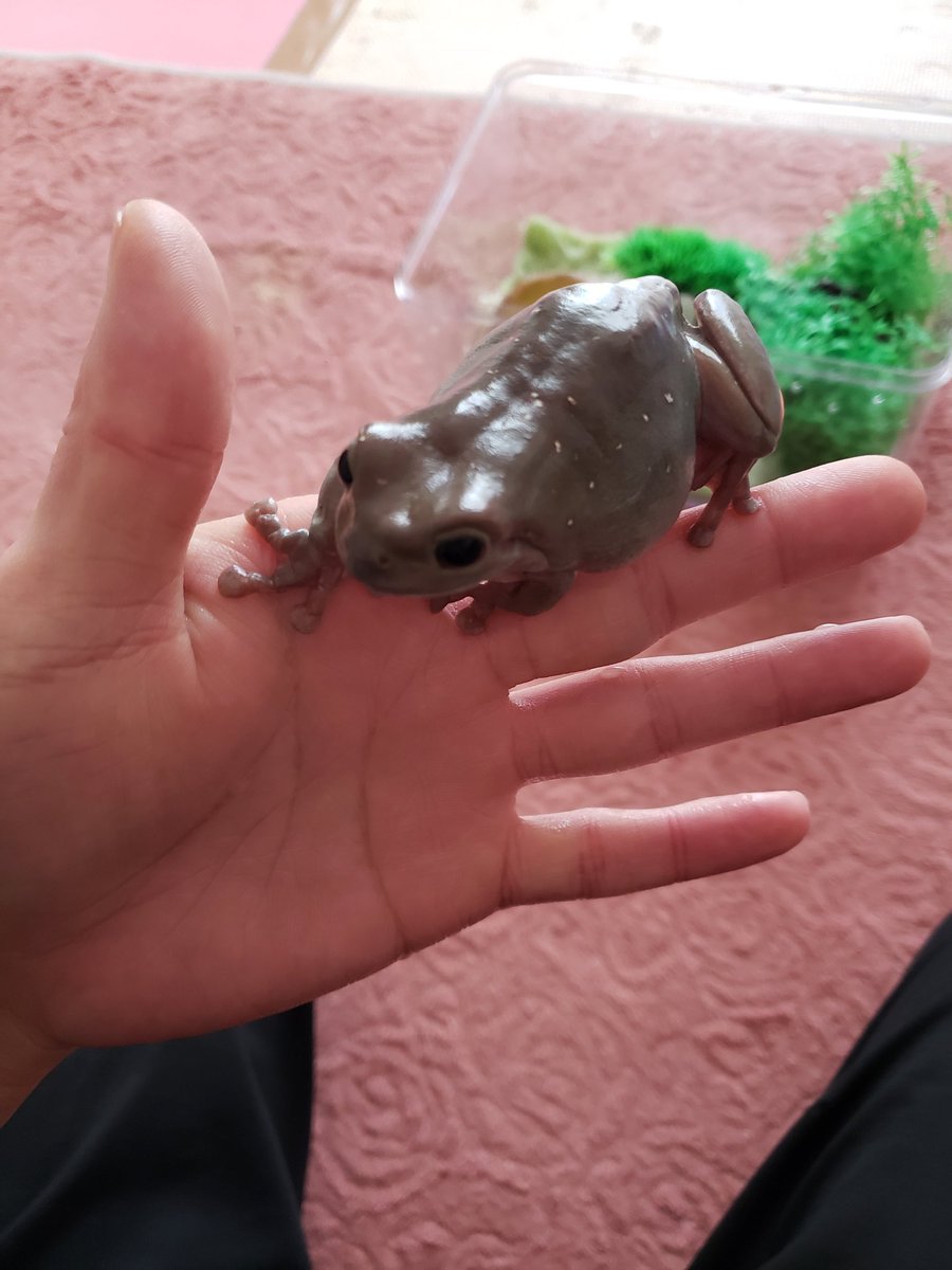 Yayuffff On Twitter イエアメガエルのうちの子 ｹﾛちゃん お初で す うんちしたょ って教えてくれます ゲージ掃除後のおかなびっくり イエアメガエル カエル飼育 両生類