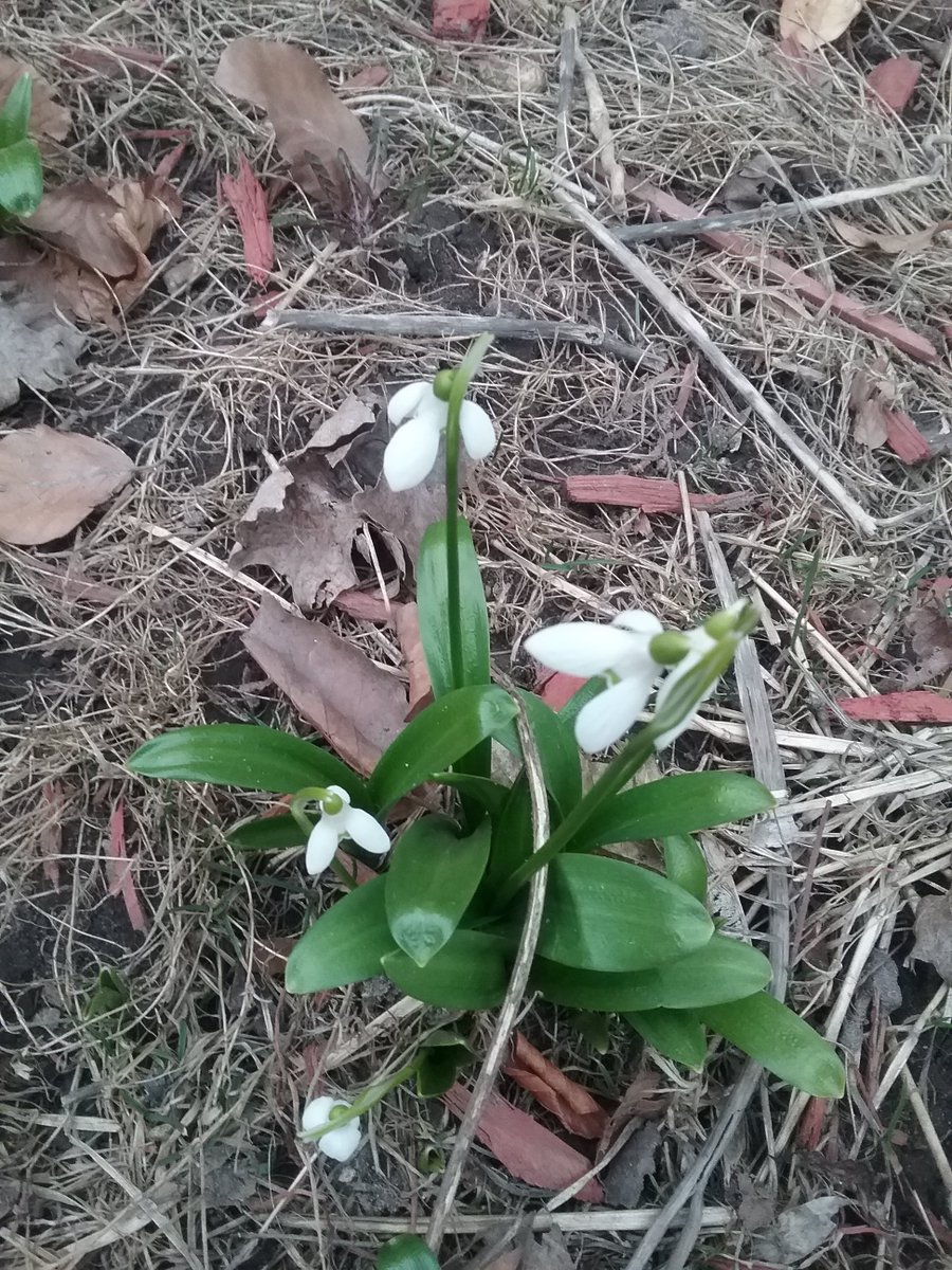 ItsTiaV's tweet photo. #flower #spring #white #walk #outside #outdoors #photography #passion #love #twittergoddess https://t.co/6WBWI8S4S6