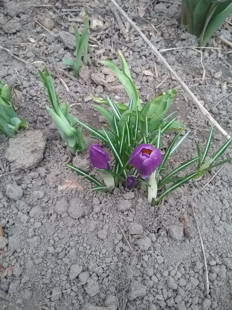 ItsTiaV's tweet photo. #flower #spring #purple #walk #outside #outdoors #photography #passion #love #notopenyet #twittergoddess #bud #bulb https://t.co/tVwdgg0iUv