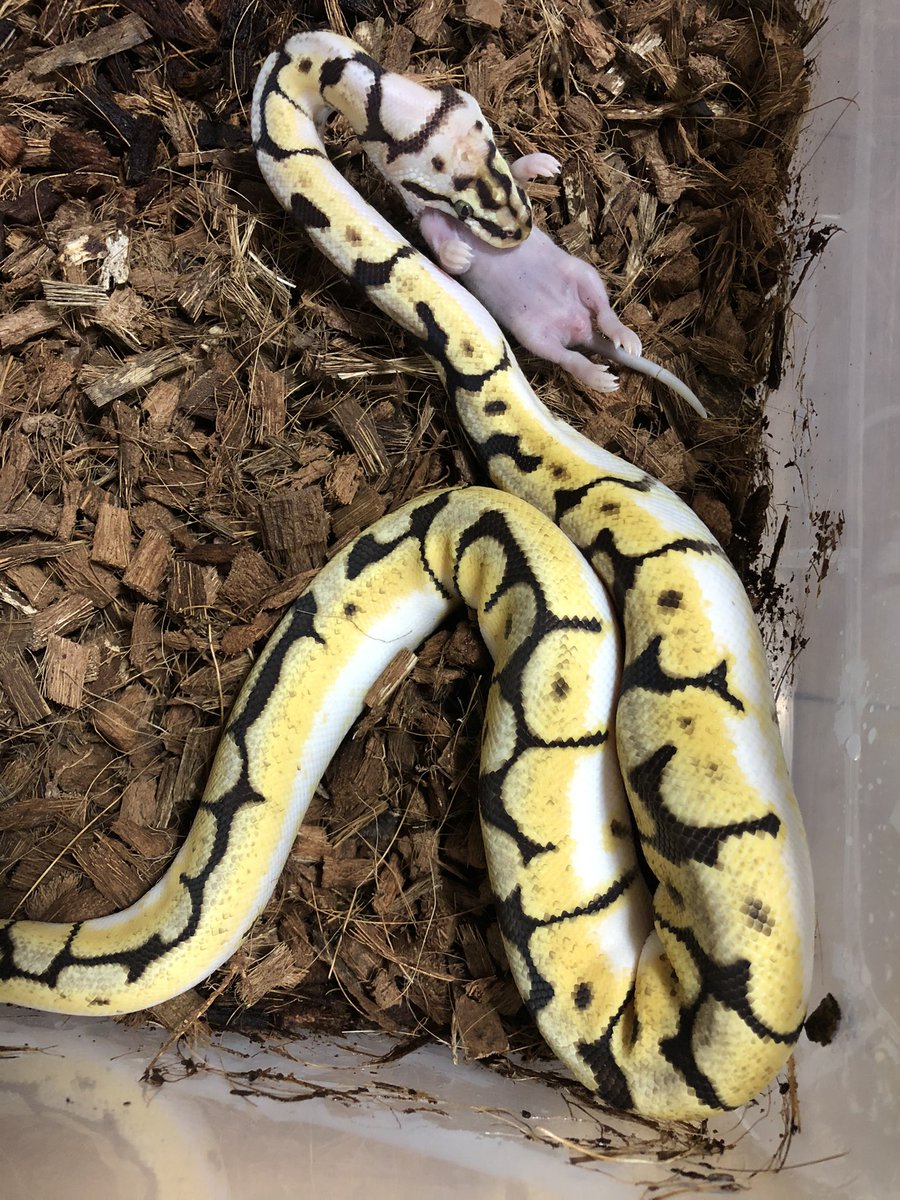 ぴんくのぺんぎん ボールパイソン 餌 バンブルビー大 久しぶりの餌で気合い入れすぎで爆裂