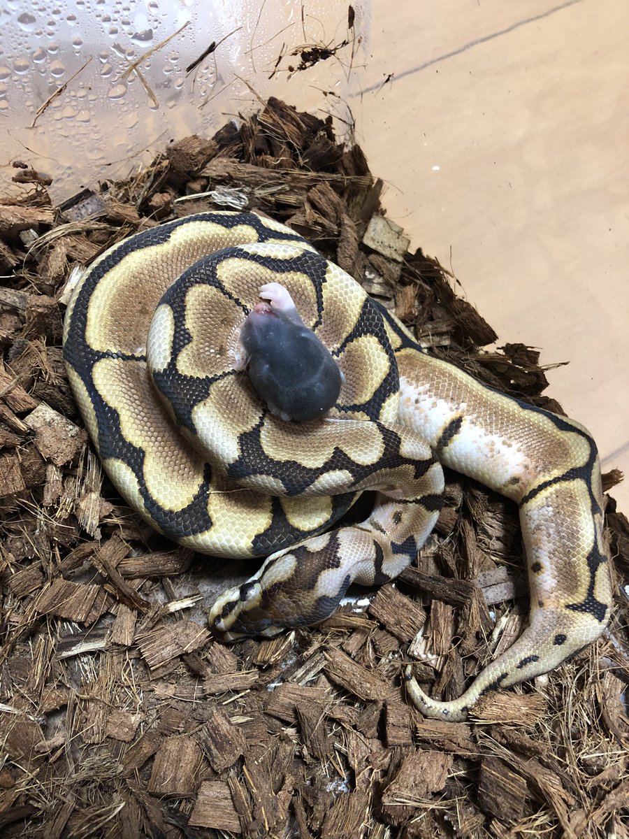 ぴんくのぺんぎん A Twitter ボールパイソン 餌 バンブルビー大 久しぶりの餌で気合い入れすぎで爆裂