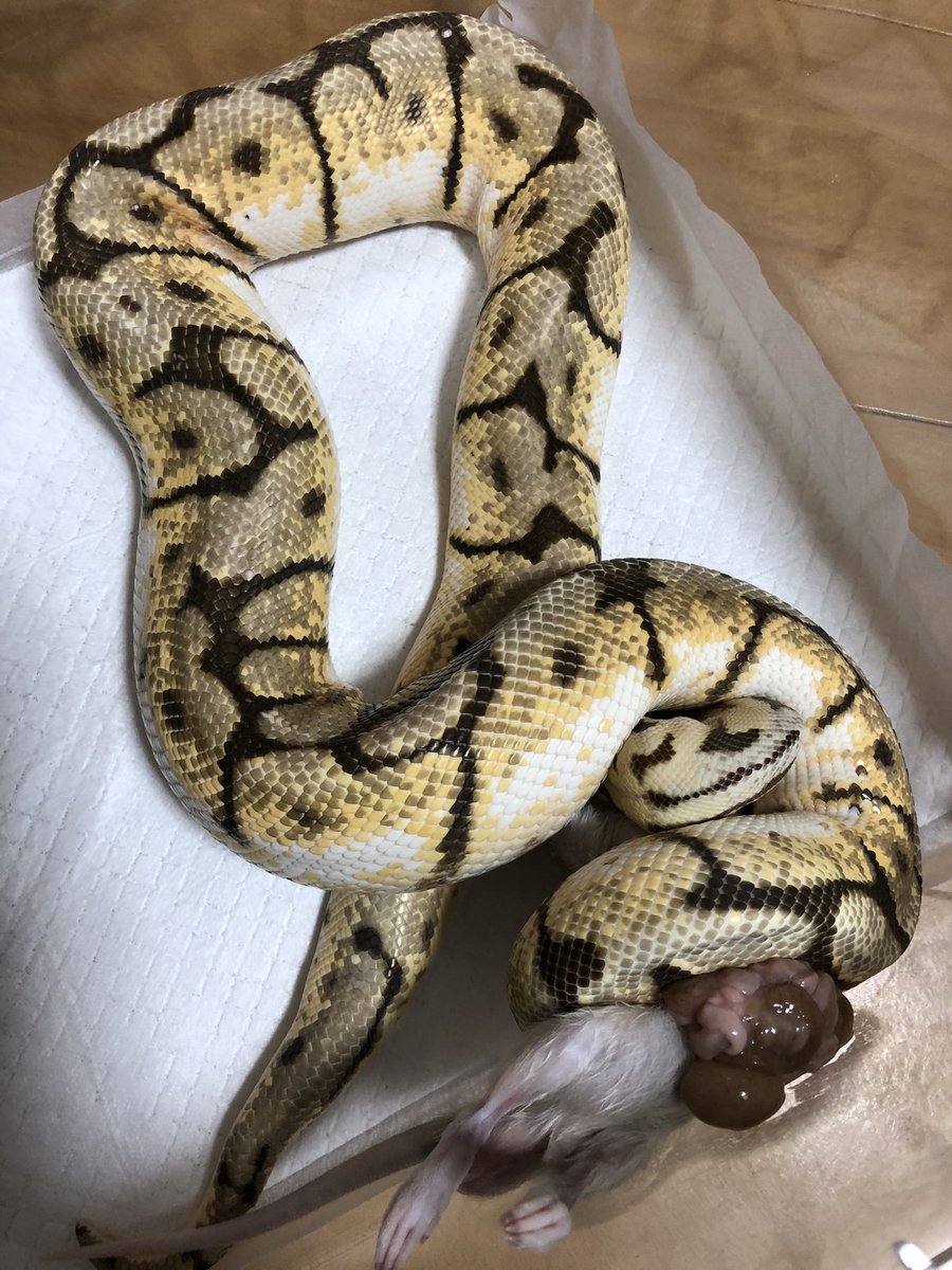 ぴんくのぺんぎん ボールパイソン 餌 バンブルビー大 久しぶりの餌で気合い入れすぎで爆裂