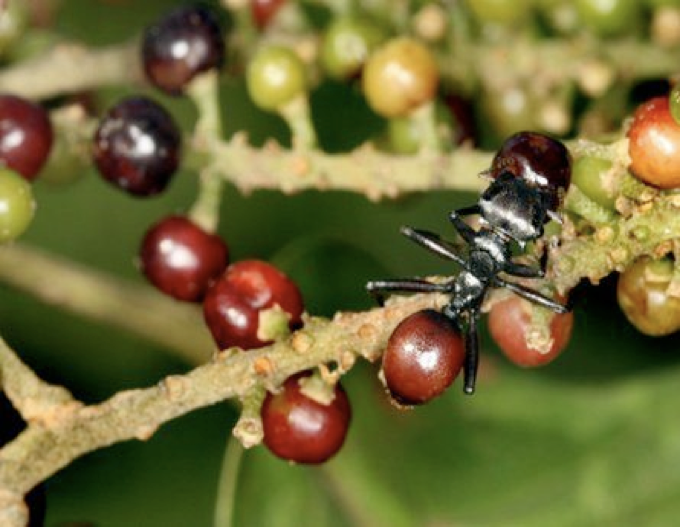 Next adaptation corner, why is this ant behaving like a berry?  @ASNAmNat  https://www.journals.uchicago.edu/doi/abs/10.1086/528968