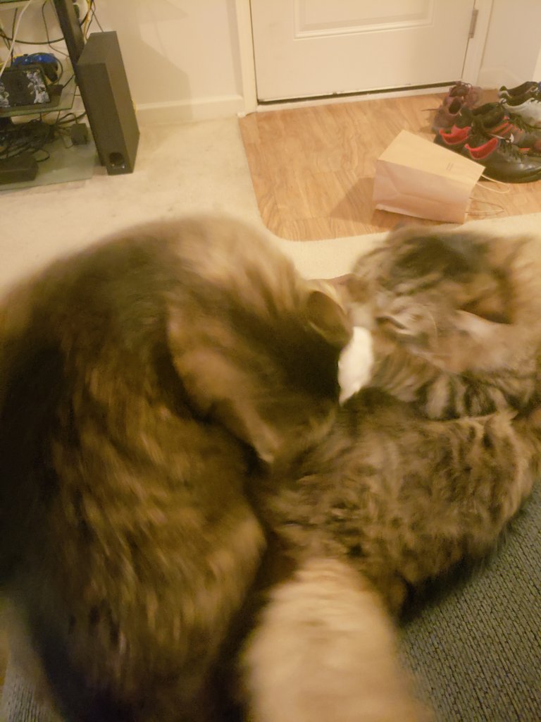 Floof_bois's tweet photo. That didn't last long https://t.co/Q61L0A0vzq
