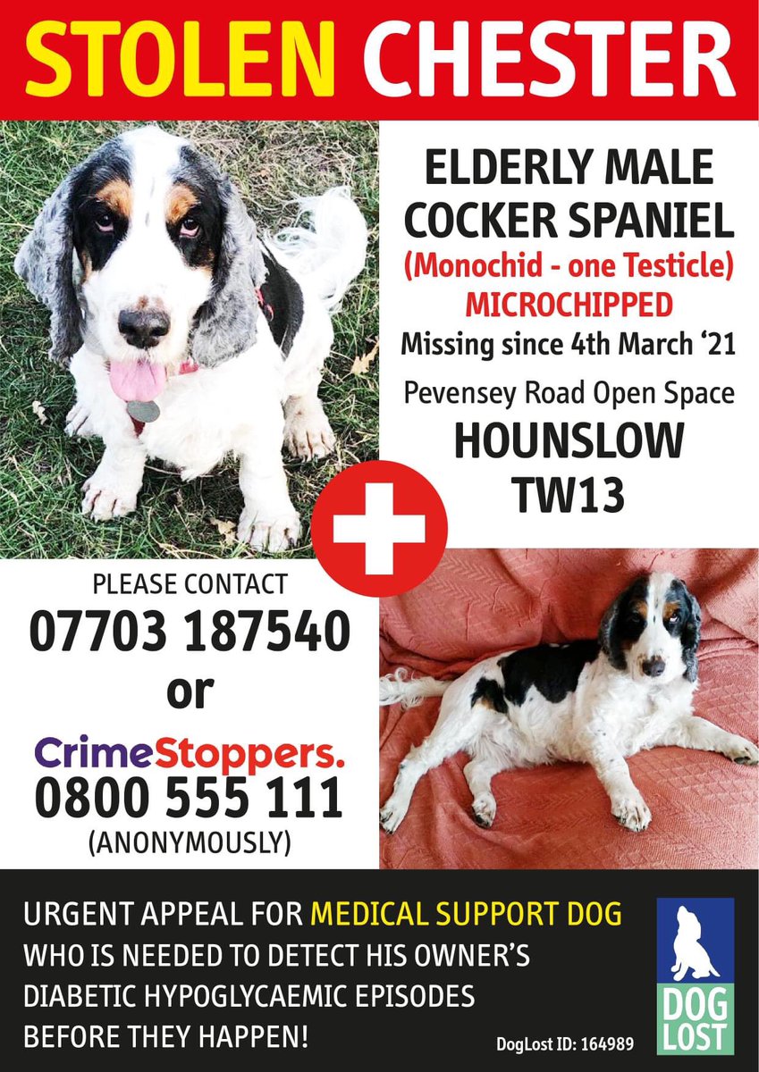 MolliePug's tweet photo. 🆘❤️🆘 Fb STOLEN CHESTER ❤️

 CHESTER * STOLEN
PEVENSEY ROAD OPEN SPACE, HOUNSLOW TW13

Missing since 4th March 2021

*** DIABETIC DETECTION DOG ***

https://t.co/aBLd9TQFG4 https://t.co/gKNot0xFyN