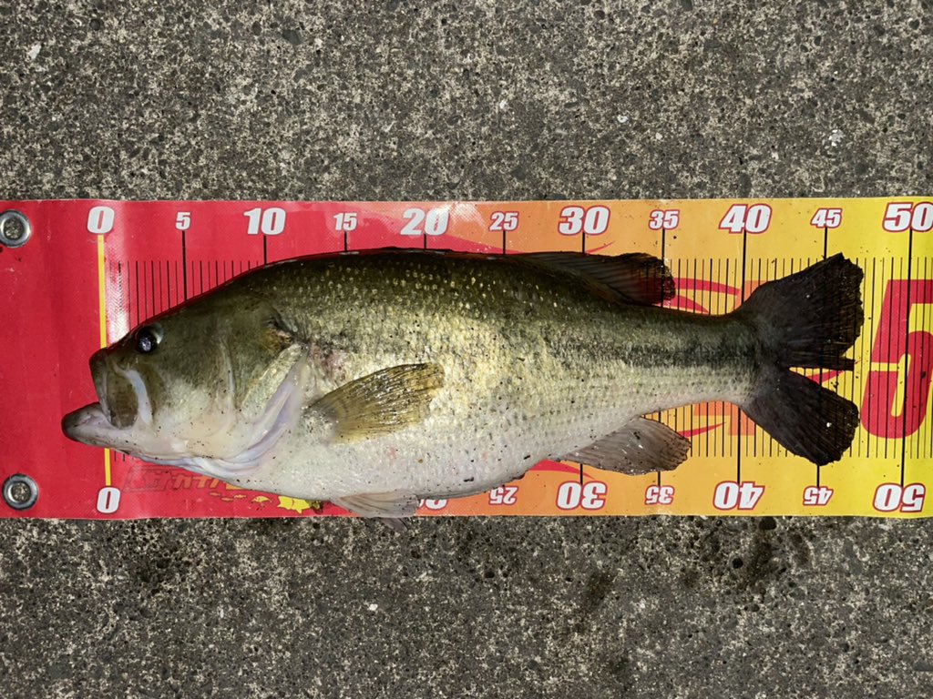 スティーズクランク