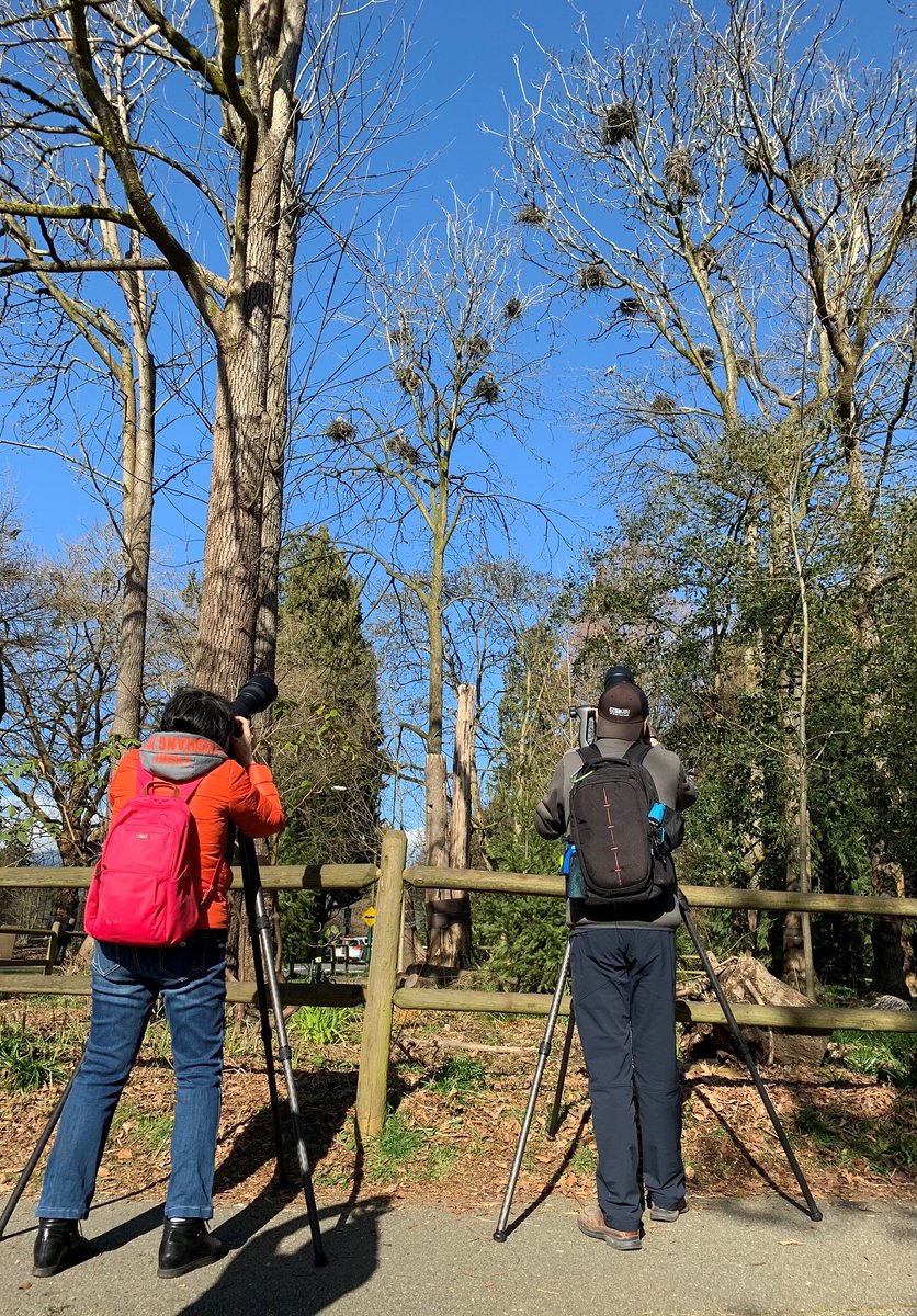 ParkBoard's tweet photo. The #herons in #stanleypark are such stars! Many people are out today taking photos of them. The urban heron colony is one of the largest in North America. If you can't visit the park, you can watch them live online at https://t.co/dLzb3zXEG9. https://t.co/DVxeQokC22