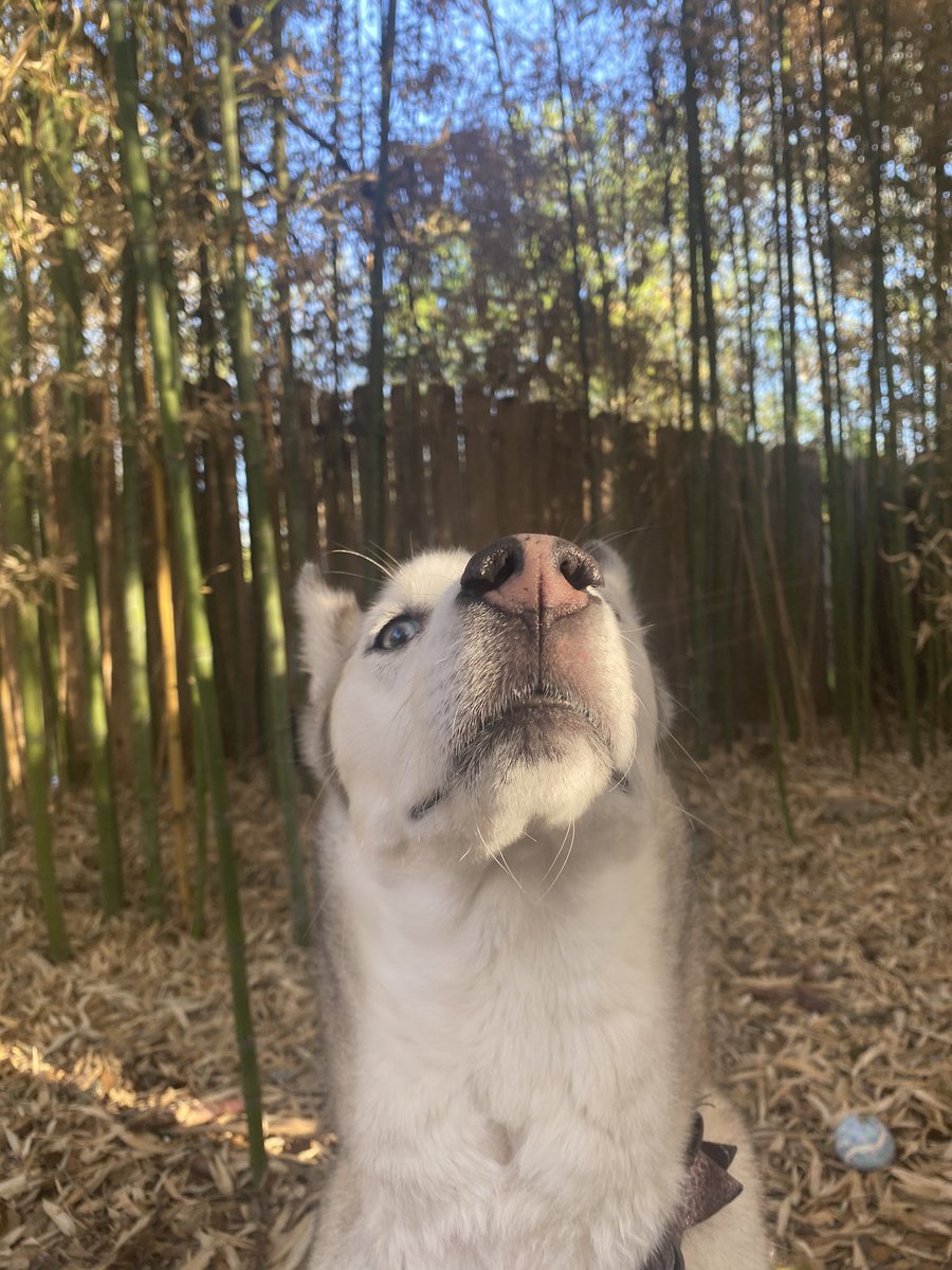 justcayt's tweet photo. Ok so I’m obsessed with taking photos of my dog #TXSTMultimedia https://t.co/Dp5VqMdVAP