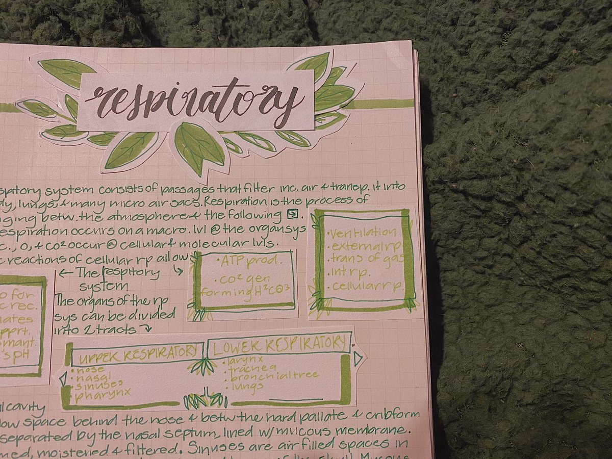 studymozart's tweet photo. Green-plant theme 🌱ʅ（◞‿◟）ʃ🌿 respiratory notes! 

Stationery used★彡
• Sharpie S-Note Creative Marker (green)
• Dark green Zebra Sarasa clip in 0.5
• Apple Green Pilot Juice in 0.5
• Tombow Fudenosuke hard tip in black
🪴🌸(*´∇｀*) https://t.co/qbgKrJvKFy