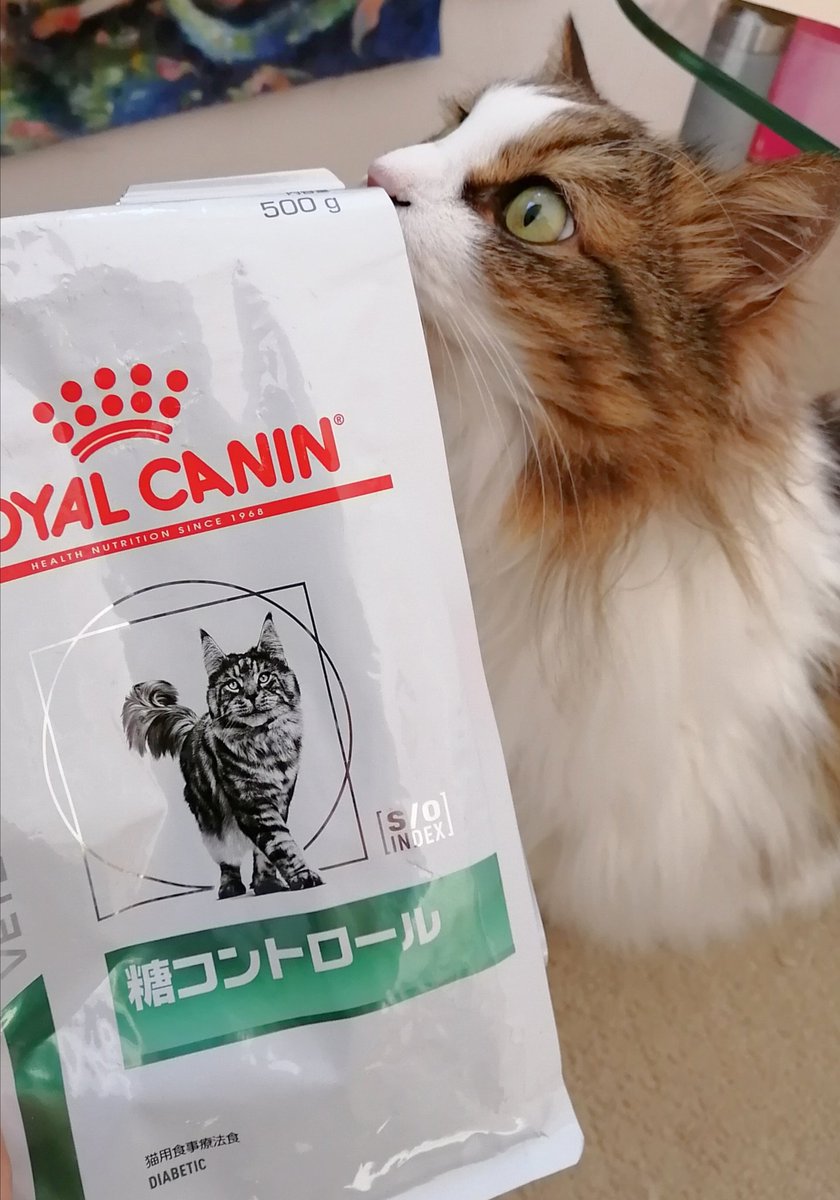 Ayu Arte おはようございます W Royal Canin 猫の糖尿病によく効く 療養食 インスリン 無しでも血糖値安定してきてホっ お値段もそんなに高くなくて助かるス Cat Gatto Animal 血糖値高い猫