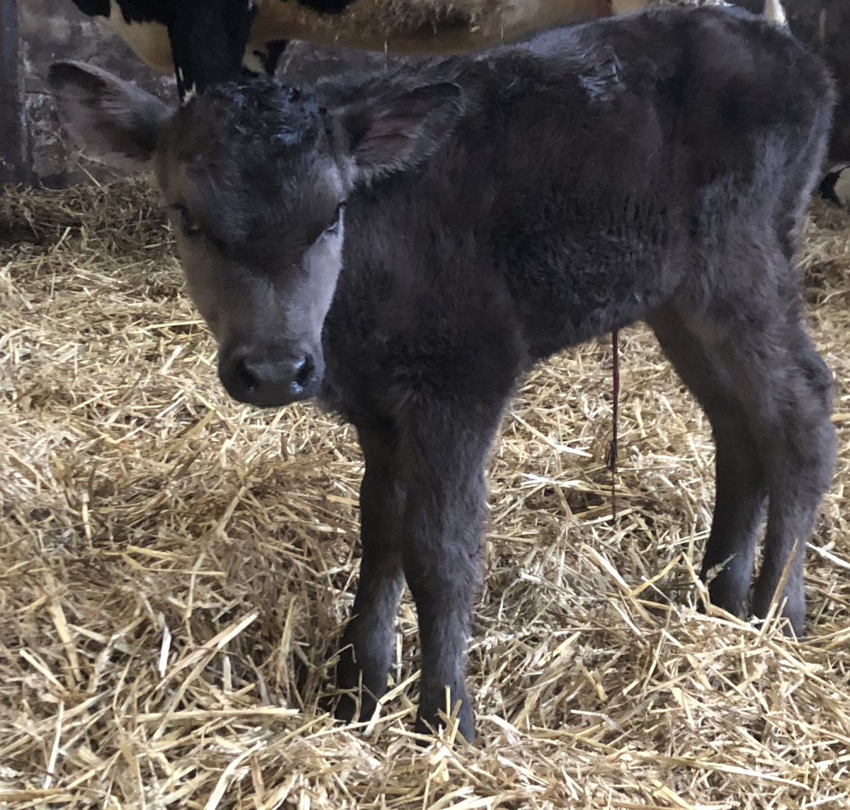 Something a bit different this morning and no it’s not an Angus , the first wagyu calf to be born here in conjunction with <a href="/LindenFoods/">LindenFoods</a> 🐄👍🥩🥩