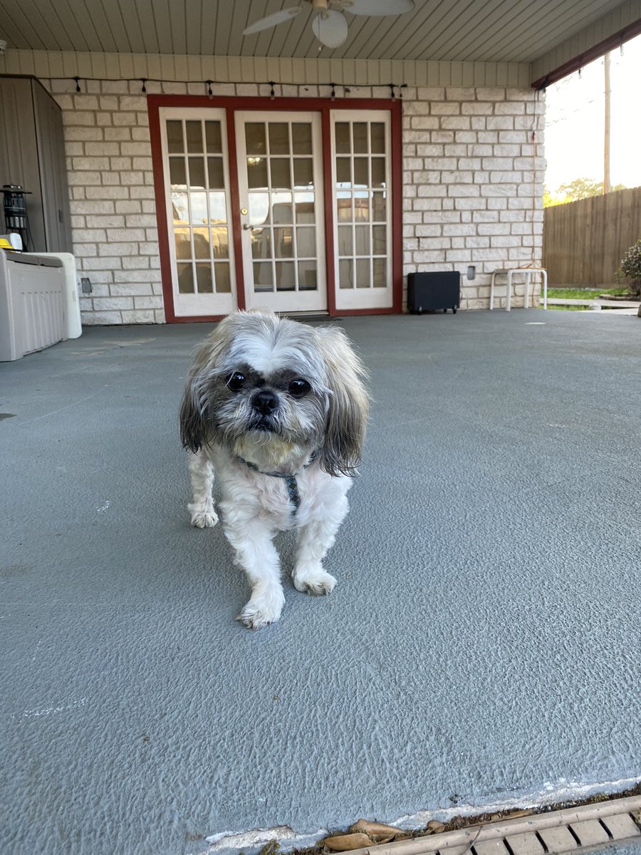 Panchitoleal10's tweet photo. Some pics from the backyard this evening featuring scooter 🐶. Also my fav bbq sandwich ever #TXSTMultimedia https://t.co/bI9avyPMz6