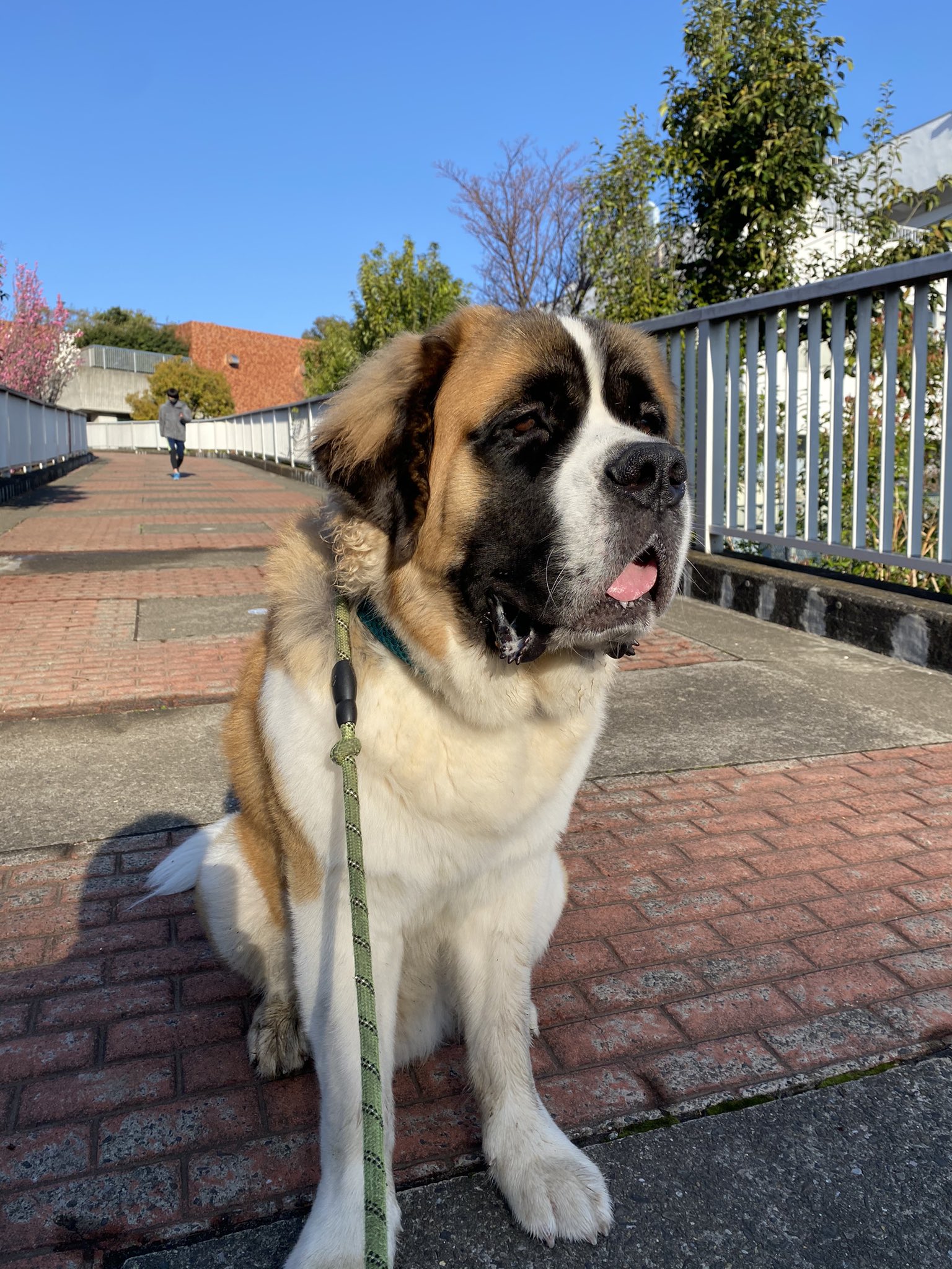 たか セントバーナードの暖ちゃんと朝散歩 すっかり春ですねー 暑さに弱い暖ちゃんなので4月からは散歩の時間を1時間早めます 早起きして4時からになりますが 快適散歩の為に頑張ります