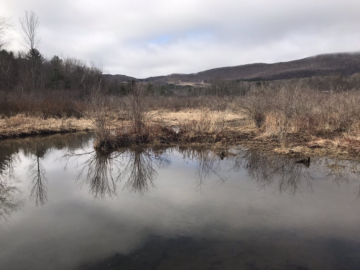 POMCmomma's tweet image. Morning Walkies #springtimeinvermont