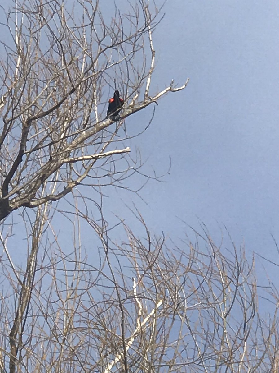 POMCmomma's tweet image. Morning Walkies #springtimeinvermont