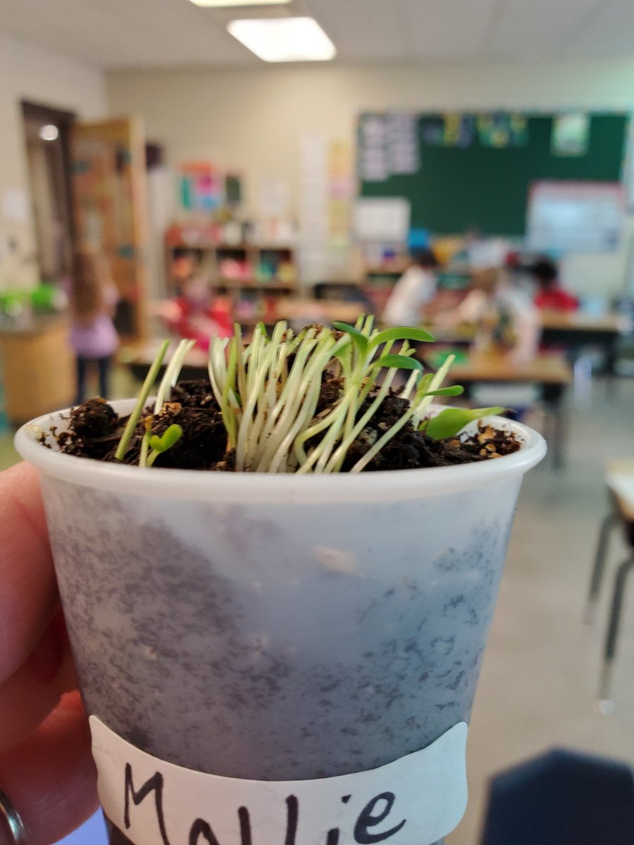 molpatterson33's tweet photo. How does your grass grow?? We have been having a blast planting, watering and mowing our little personal lawns! 🌱 #gotrhpride @RH_Elementary https://t.co/OHo0xNhjGo
