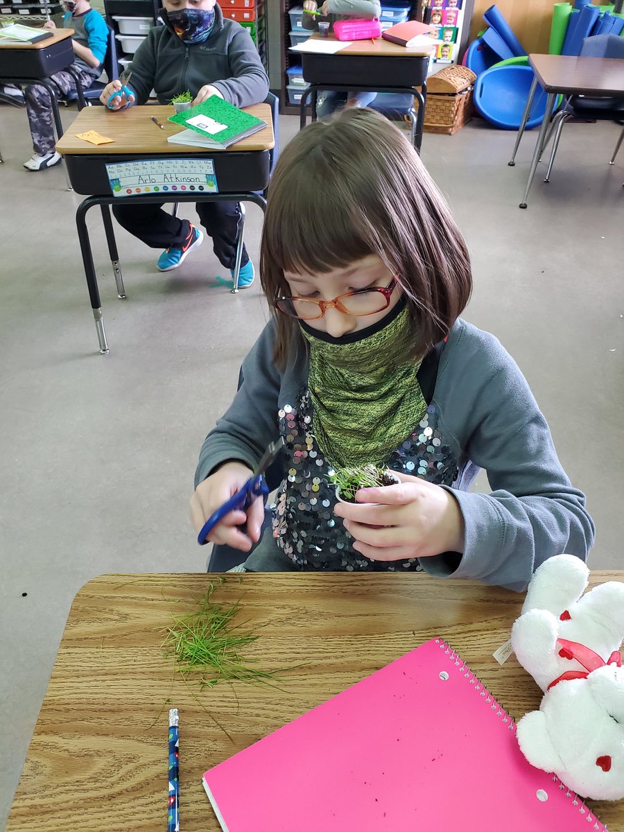 molpatterson33's tweet photo. How does your grass grow?? We have been having a blast planting, watering and mowing our little personal lawns! 🌱 #gotrhpride @RH_Elementary https://t.co/OHo0xNhjGo