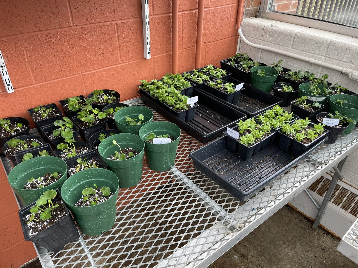 StreatFFA's tweet photo. A HUGE thank you to @SyngentaFlowers and Mast Young Plants for the AWESOME gift! Our students have big plans for these flowering annuals this spring!! #randompots #weranout #thankyou #shsdawgs #learningtodo #doingtolearn #ag #ffa https://t.co/07JHIoUG3K