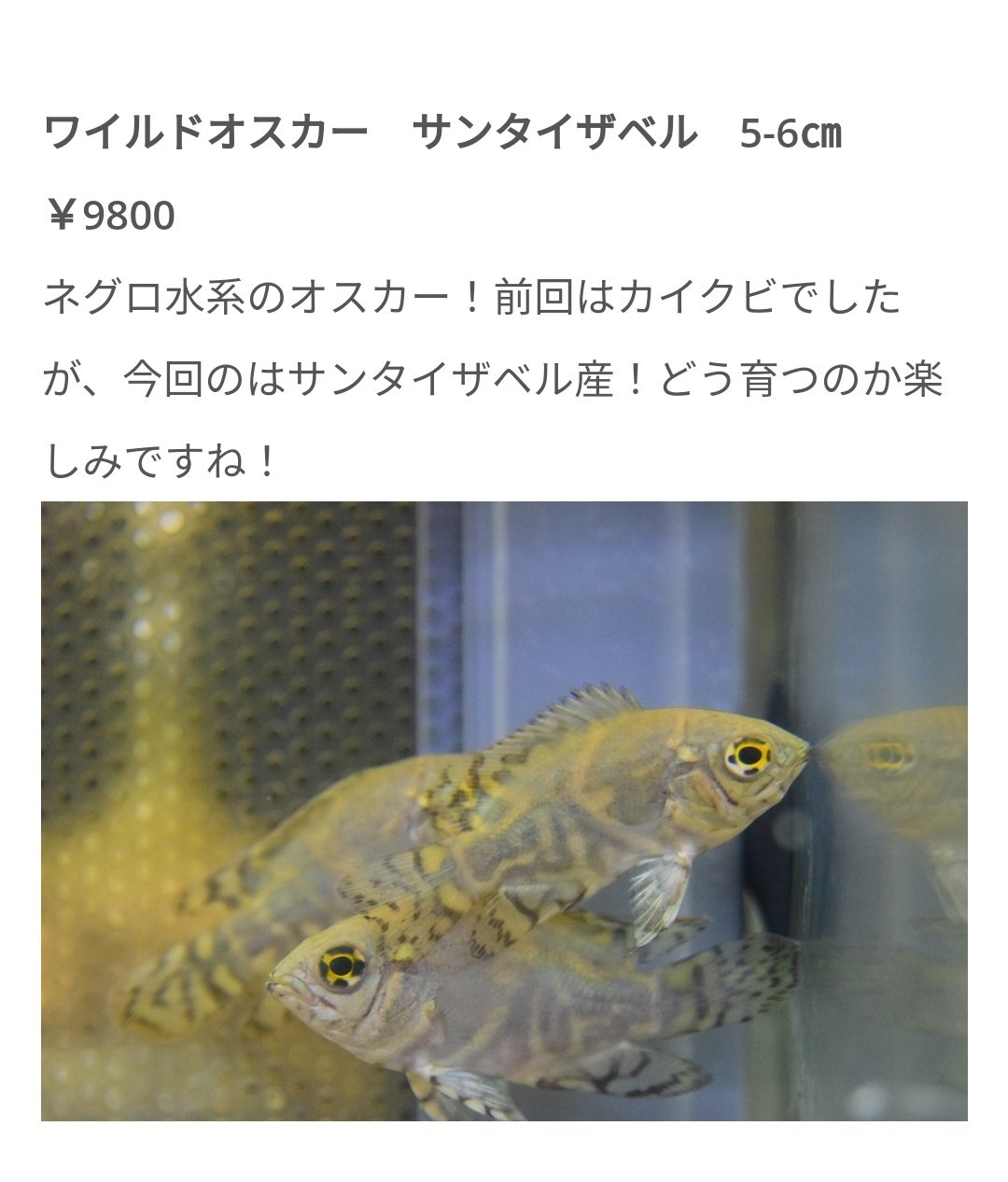 ワイルドオスカー ネグロ サンタイザベル産