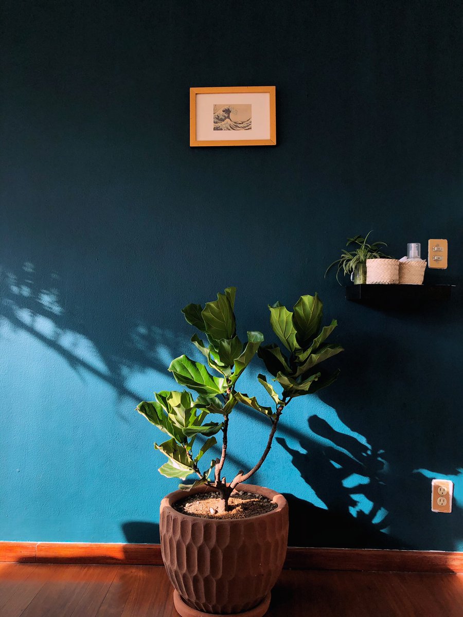 LaGabrielaNava's tweet photo. Mi hogar es mágico ✨🌿 https://t.co/xT0mDHl3pS
