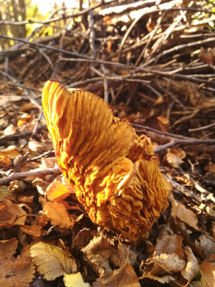 mpvasquezr's tweet photo. Algo de mi colección de fotos 🍁🍃🍄 @Fungi_Cosas @FUNDACIONFUNGI #reservamagallanes #puq @conafmagallanes https://t.co/dUL4jBLtjJ