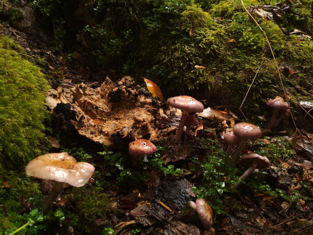 mpvasquezr's tweet photo. Algo de mi colección de fotos 🍁🍃🍄 @Fungi_Cosas @FUNDACIONFUNGI #reservamagallanes #puq @conafmagallanes https://t.co/dUL4jBLtjJ