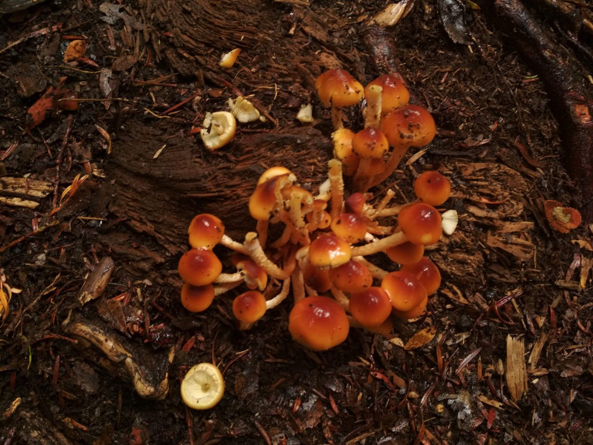 mpvasquezr's tweet photo. Algo de mi colección de fotos 🍁🍃🍄 @Fungi_Cosas @FUNDACIONFUNGI #reservamagallanes #puq @conafmagallanes https://t.co/dUL4jBLtjJ
