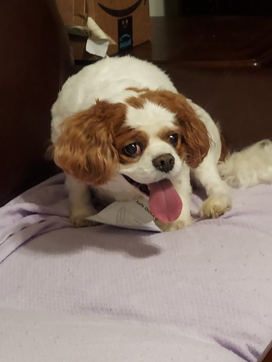 ChibiGingi's tweet photo. She's had her first walk around the new neighborhood and she enjoyed every second of it. She's panting like mad but she's clearly happy. And that makes me happy. #ThisOldDog #GoodGirl #dogs https://t.co/65qDOIJmgQ