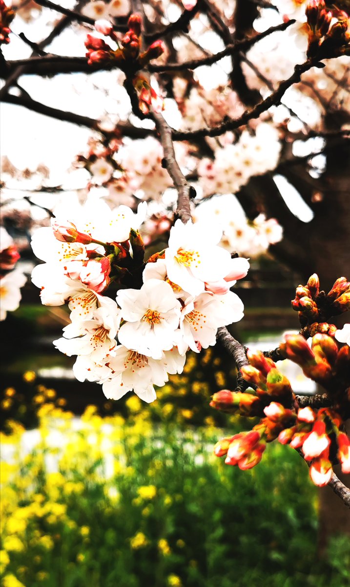 EuromonitorJP's tweet photo. おはようございます!桜前線がどんどん北上して、春の陽気を味わえる地域も増えてきましたね。
さて今朝紹介するのは、中の人がこの時期の散歩に大好きな近所の川辺で撮影した「C」の写真。桜と菜の花を同時に楽しめるおススメスポットです!
#CSR
#世界水の日
#歩く国際協力
#TeamImpulse https://t.co/AjySiPtaOb