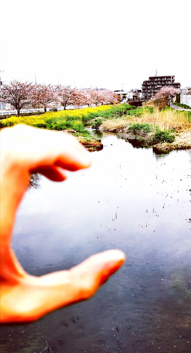EuromonitorJP's tweet photo. おはようございます!桜前線がどんどん北上して、春の陽気を味わえる地域も増えてきましたね。
さて今朝紹介するのは、中の人がこの時期の散歩に大好きな近所の川辺で撮影した「C」の写真。桜と菜の花を同時に楽しめるおススメスポットです!
#CSR
#世界水の日
#歩く国際協力
#TeamImpulse https://t.co/AjySiPtaOb