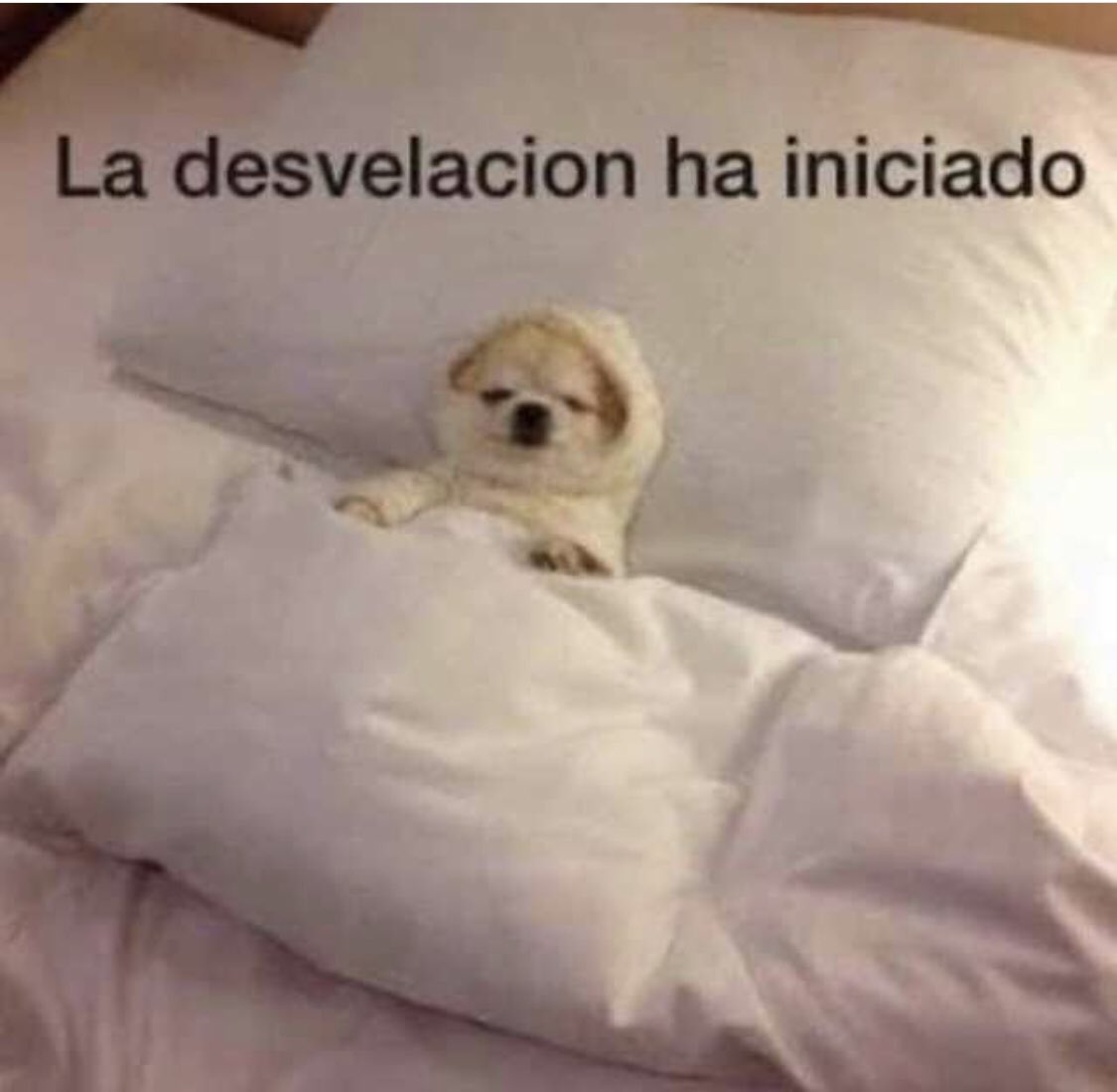 julianacasali's tweet photo. Confirmadillo https://t.co/fHtm3CEOBy