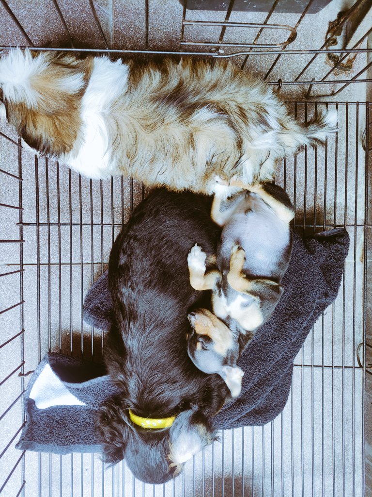 pampering0203's tweet photo. cute ng mga basahan na nabili ko sa lazada. char https://t.co/fVTwWG47fx