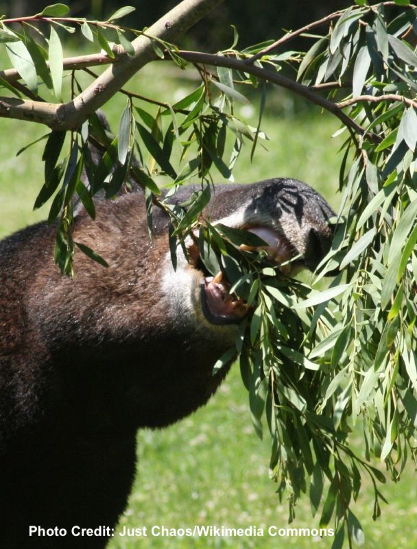 Mountain Tapirs may have coevolved & become coadapted with Andean plants, some of which have no other adaptations for seed dispersal (endozoochory) ...This makes them a #keystone species #2021MMM