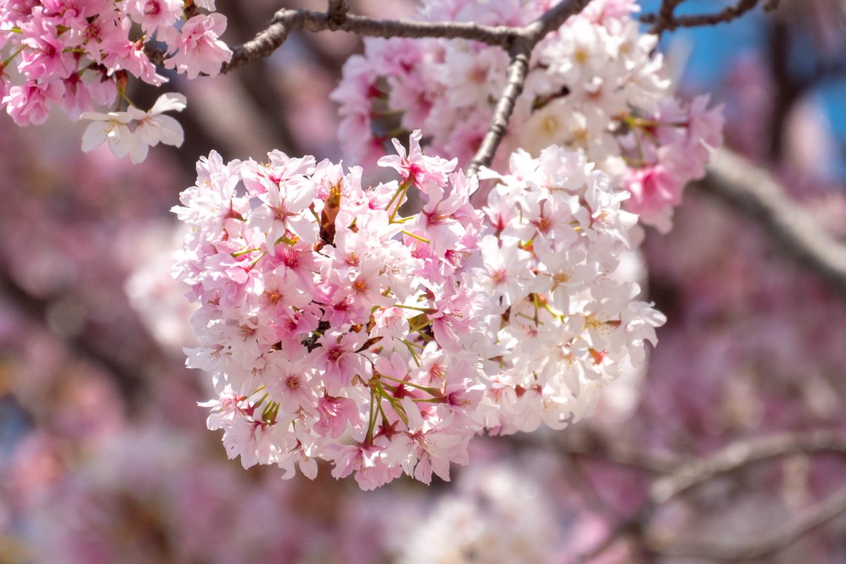 国立遺伝学研究所 エントリー 半兵衛白紅桜 はんべえしろべにざくら 創立70周年を記念して 研究所内の自然交配でできた桜に命名しました 半兵衛 とは遺伝研の桜の収集と研究に貢献した竹中要 博士の愛称 白と淡紅色の花が同時に咲き 華やか