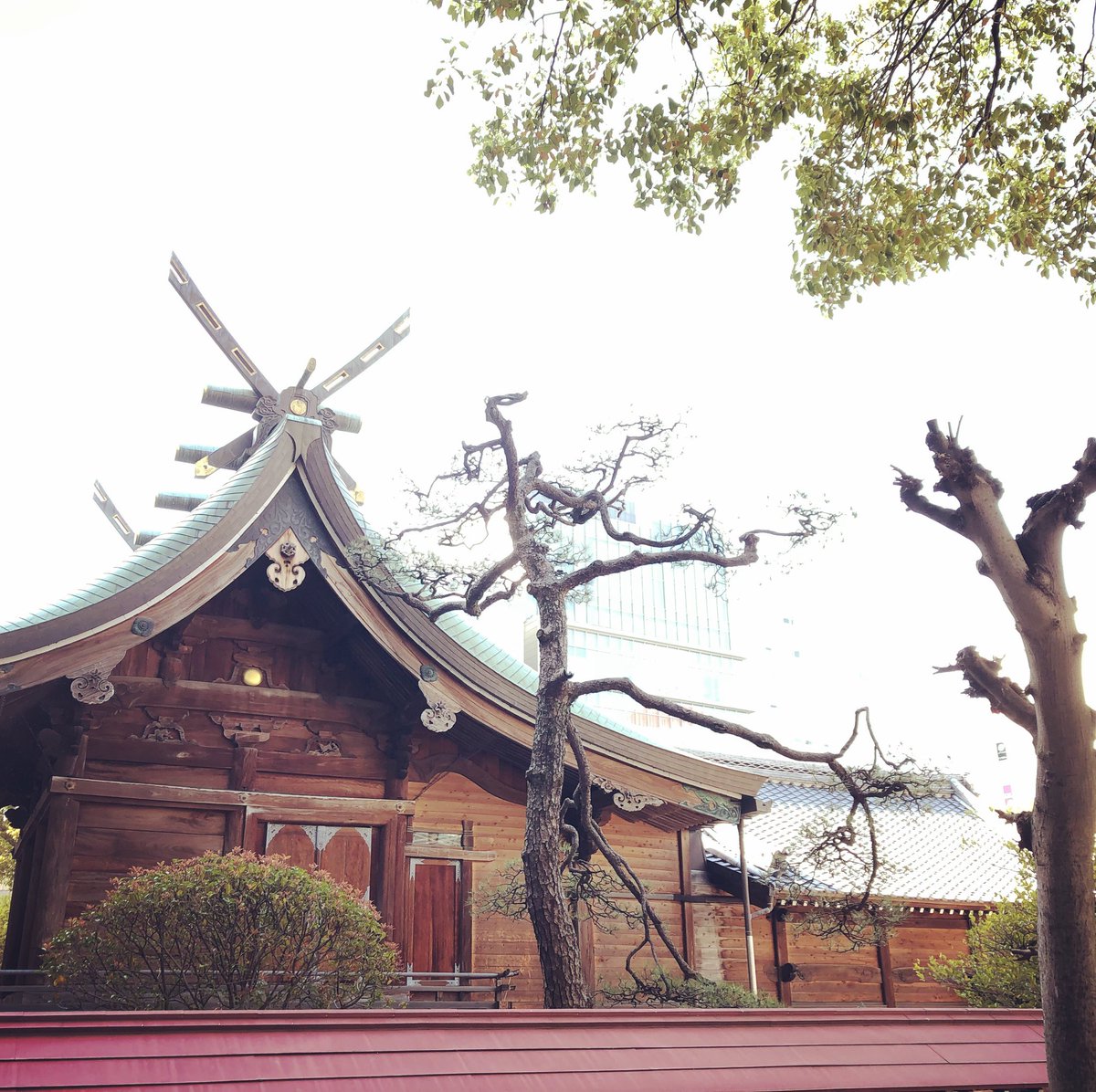 AonghasCrowe's tweet photo. Honden (本殿) – main hall, enshrining the kami (神). On the roof of the haiden (拝殿) and honden (本殿) are visible chigi (千木, forked roof finials) and katsuogi (鰹木, short horizontal logs), both common shrine ornamentations.
#Shrine #ShrineArchitecture #神社建設 ⛩ https://t.co/a83rqQJR0b