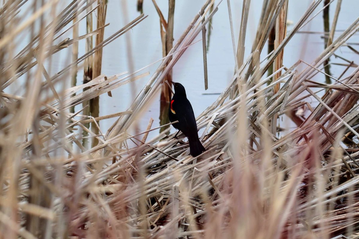 Beautiful wildlife enjoying the warm day here, always a treat to hear the red wing blackbirds again,