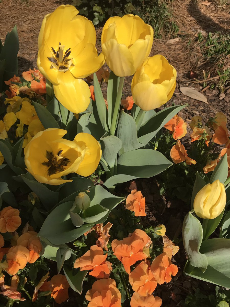 coleenlou1's tweet image. The joyful sights and scents of #Spring are in the air! They are a wonderful reminder that change often leads to new growth...and that is a beautiful thing! #LessonsFromNature #NatureIsBeautiful #ThePhotoHour #StormHour