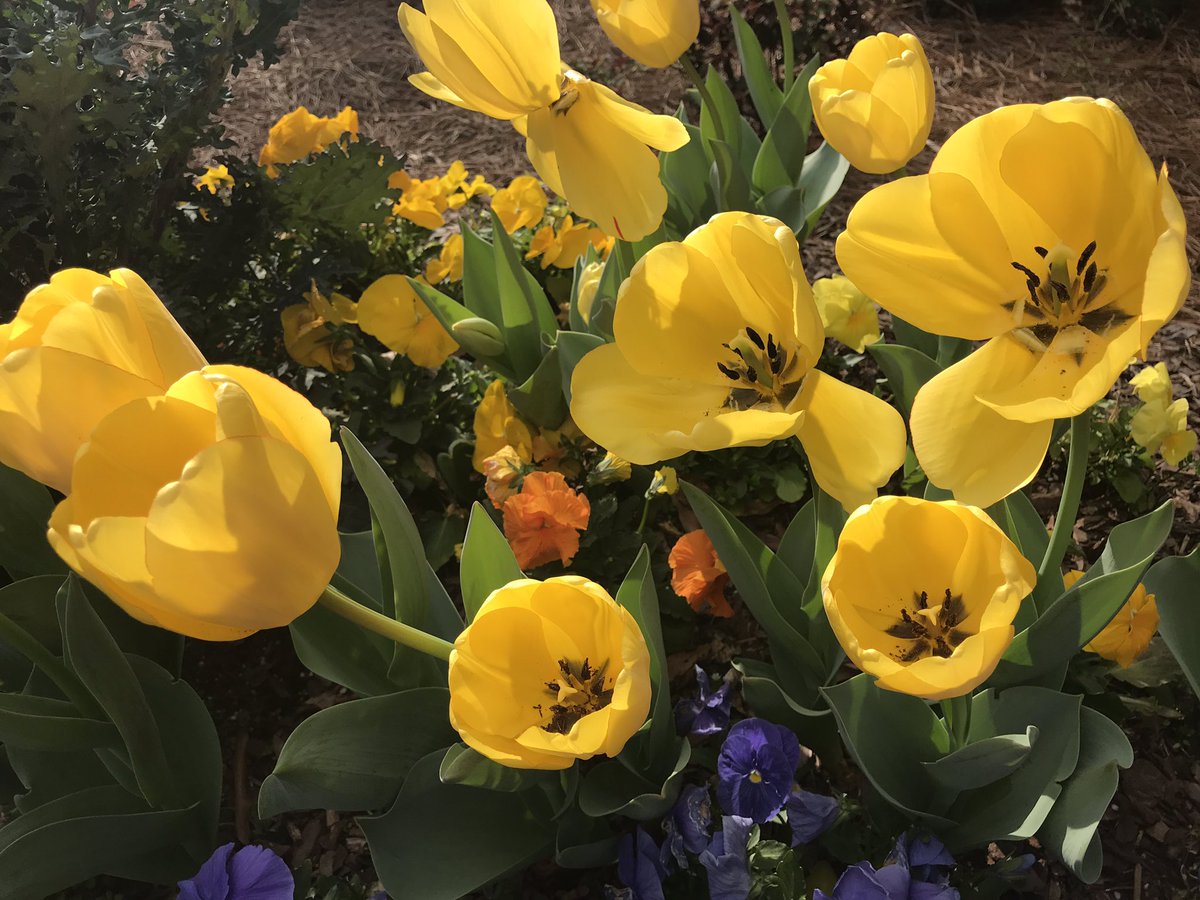 coleenlou1's tweet image. The joyful sights and scents of #Spring are in the air! They are a wonderful reminder that change often leads to new growth...and that is a beautiful thing! #LessonsFromNature #NatureIsBeautiful #ThePhotoHour #StormHour