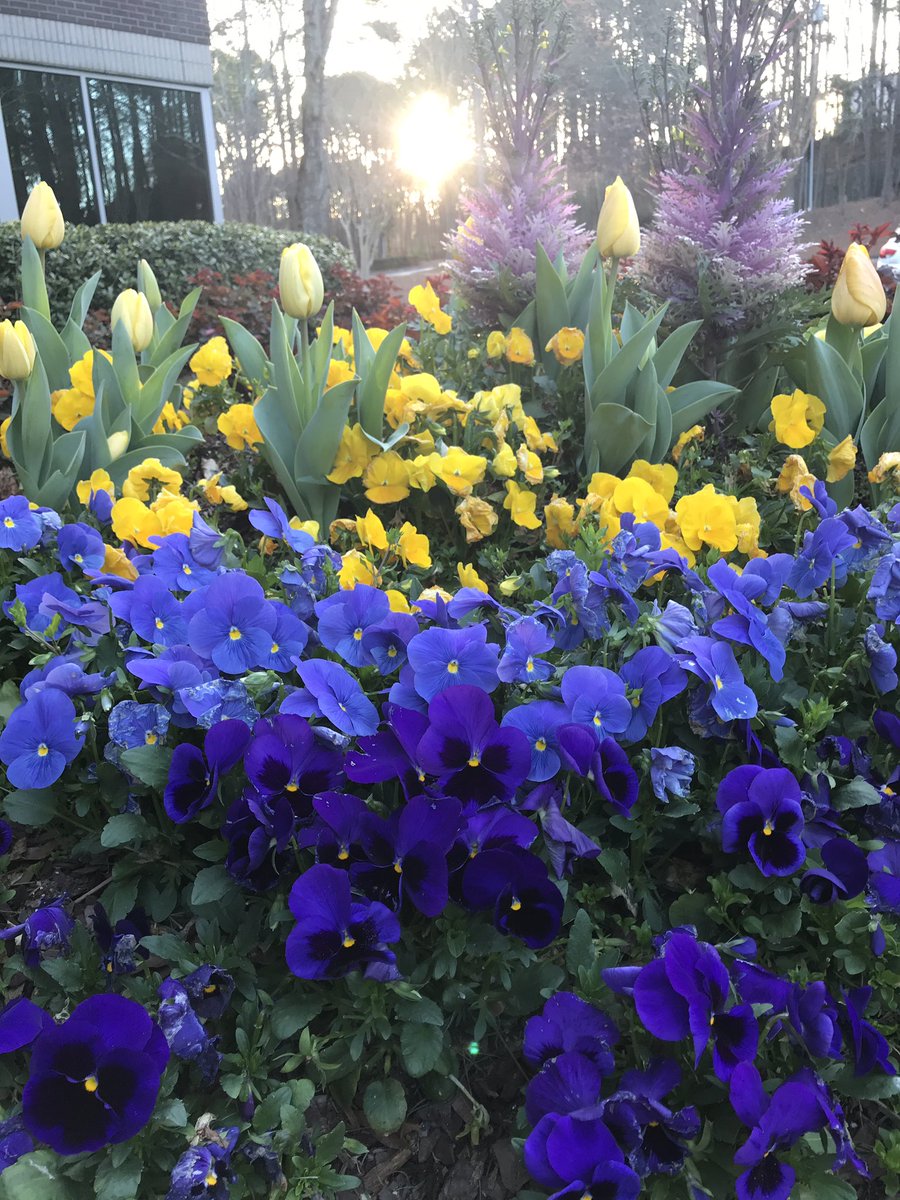 coleenlou1's tweet image. The joyful sights and scents of #Spring are in the air! They are a wonderful reminder that change often leads to new growth...and that is a beautiful thing! #LessonsFromNature #NatureIsBeautiful #ThePhotoHour #StormHour