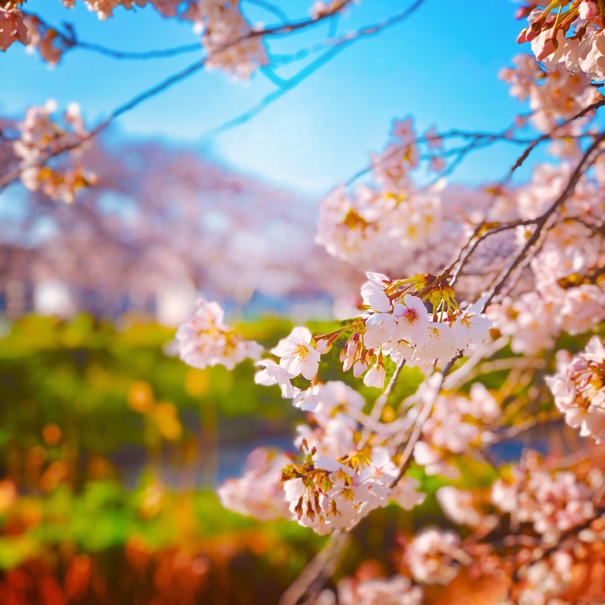 m_nabu55's tweet image. Ran #benchmarkrun with Nike⁠ Run Club #nrc #nikepegasus37 .
Happy Friday. almost full of cherry. yeah, let&apos;s #justdoit prepare for new fisical year🌿