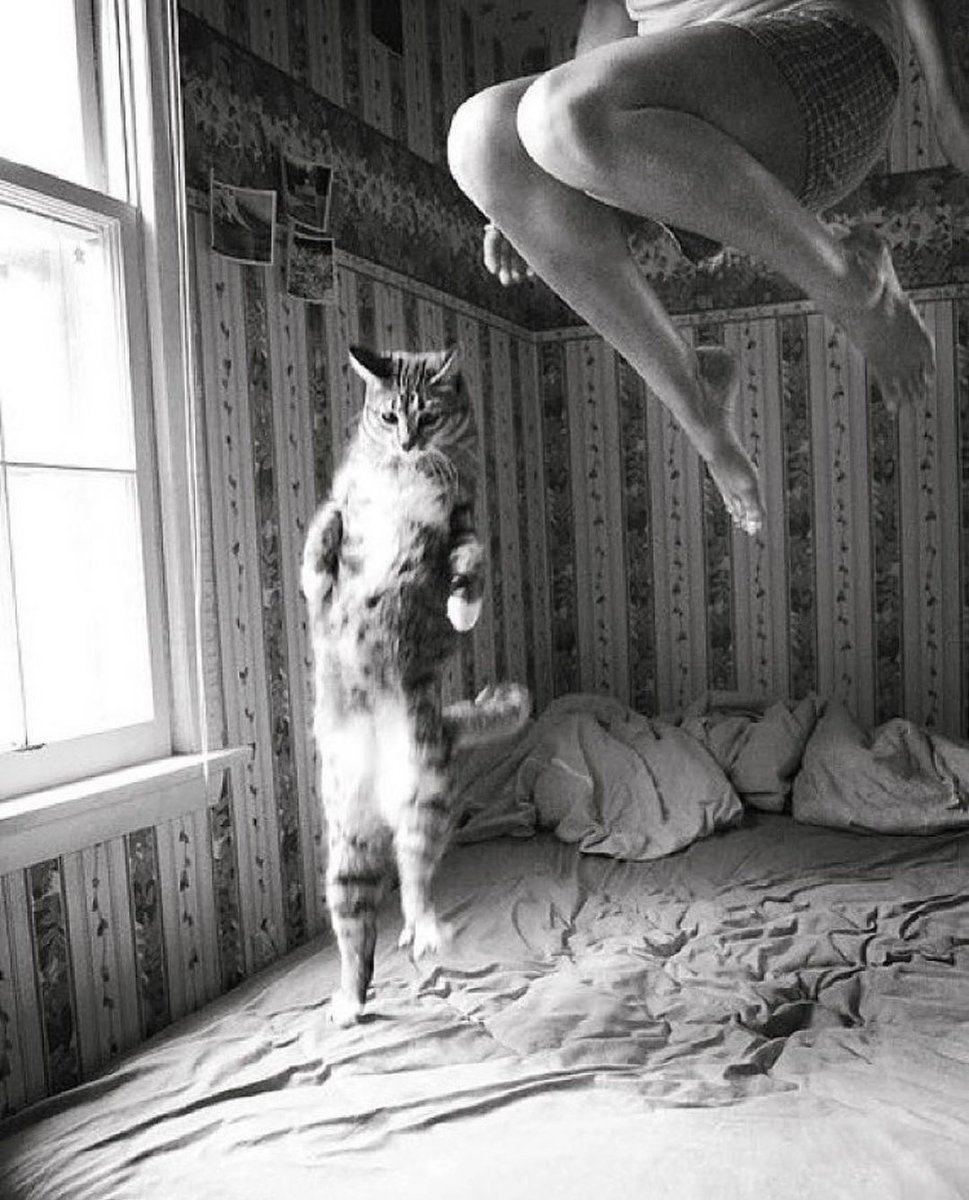 planetluxe's tweet photo. Life is full of surprises! #FridayLuxe #FriYay
.
📷 @lesliekirchhoff
#weekend #surprisedvibes #jump #excited #capturethis #capture #greatcapture #catlovers #bedroom #wow #stunningphotography #blackandwhite #blackandwhitephotography #photoart #artistic https://t.co/0fty00yvzk