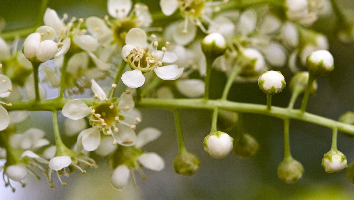 Every March, a showstopper blooms in the Hill Country.  This beautiful bloomer is the escarpment black cherry.

tpwmagazine.com/archive/2021/m…