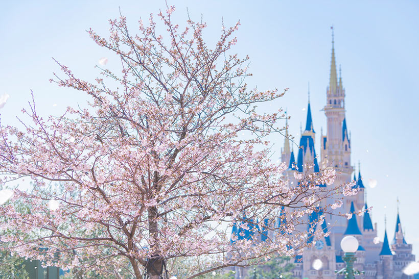 東京ディズニーランドで桜を楽しめる ホームストア近くで咲くソメイヨシノがきれいと話題 話題の画像プラス