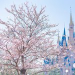 東京ディズニーランドで桜を楽しめる!ホームストア近くで咲くソメイヨシノがきれいと話題!